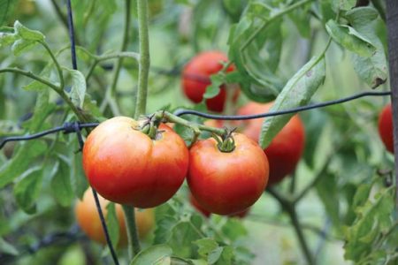 The 'Ivan' Tomato Rescue Project Image